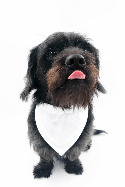 Kreiraj Marama na Čičak za Psa s Tiskom 32 - 38 cm 